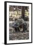 Adult Komodo Dragon (Varanus Komodoensis) in Komodo National Park, Komodo Island, Indonesia-Michael Nolan-Framed Photographic Print