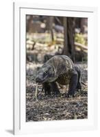 Adult Komodo Dragon (Varanus Komodoensis) in Komodo National Park, Komodo Island, Indonesia-Michael Nolan-Framed Photographic Print