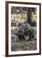 Adult Komodo Dragon (Varanus Komodoensis) in Komodo National Park, Komodo Island, Indonesia-Michael Nolan-Framed Photographic Print