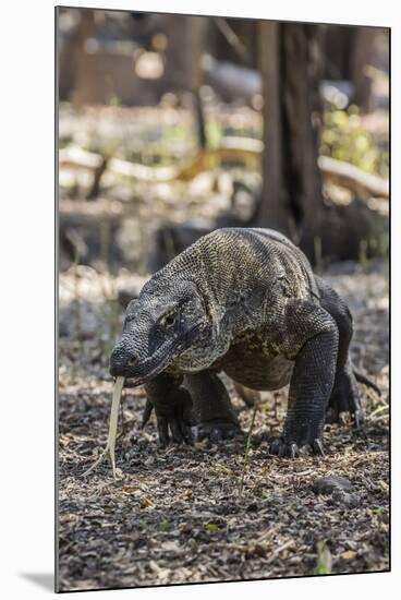 Adult Komodo Dragon (Varanus Komodoensis) in Komodo National Park, Komodo Island, Indonesia-Michael Nolan-Mounted Photographic Print