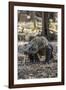 Adult Komodo Dragon (Varanus Komodoensis) in Komodo National Park, Komodo Island, Indonesia-Michael Nolan-Framed Photographic Print