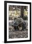 Adult Komodo Dragon (Varanus Komodoensis) in Komodo National Park, Komodo Island, Indonesia-Michael Nolan-Framed Photographic Print