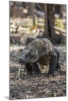 Adult Komodo Dragon (Varanus Komodoensis) in Komodo National Park, Komodo Island, Indonesia-Michael Nolan-Mounted Photographic Print