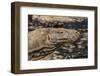 Adult Komodo Dragon (Varanus Komodoensis), in Komodo National Park, Komodo Island, Indonesia-Michael Nolan-Framed Photographic Print