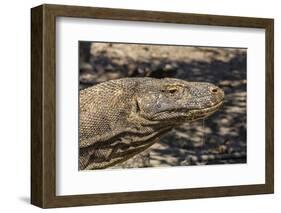 Adult Komodo Dragon (Varanus Komodoensis), in Komodo National Park, Komodo Island, Indonesia-Michael Nolan-Framed Photographic Print