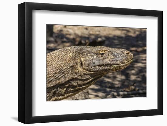 Adult Komodo Dragon (Varanus Komodoensis), in Komodo National Park, Komodo Island, Indonesia-Michael Nolan-Framed Photographic Print