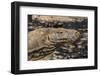 Adult Komodo Dragon (Varanus Komodoensis), in Komodo National Park, Komodo Island, Indonesia-Michael Nolan-Framed Photographic Print