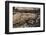 Adult Komodo Dragon (Varanus Komodoensis), in Komodo National Park, Komodo Island, Indonesia-Michael Nolan-Framed Photographic Print