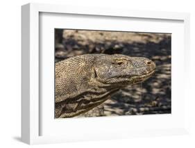 Adult Komodo Dragon (Varanus Komodoensis), in Komodo National Park, Komodo Island, Indonesia-Michael Nolan-Framed Photographic Print