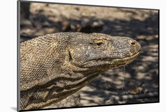 Adult Komodo Dragon (Varanus Komodoensis), in Komodo National Park, Komodo Island, Indonesia-Michael Nolan-Mounted Photographic Print