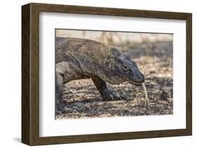 Adult Komodo Dragon (Varanus Komodoensis), in Komodo National Park, Komodo Island, Indonesia-Michael Nolan-Framed Photographic Print