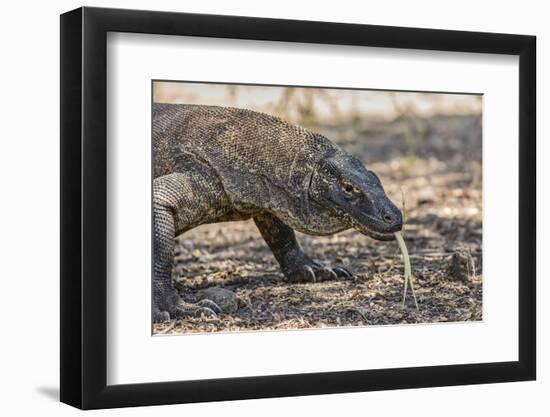 Adult Komodo Dragon (Varanus Komodoensis), in Komodo National Park, Komodo Island, Indonesia-Michael Nolan-Framed Photographic Print