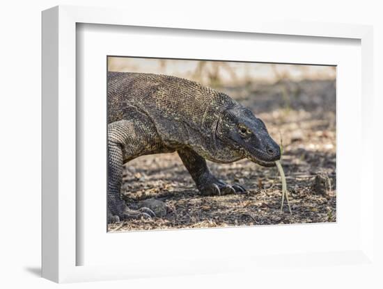 Adult Komodo Dragon (Varanus Komodoensis), in Komodo National Park, Komodo Island, Indonesia-Michael Nolan-Framed Photographic Print