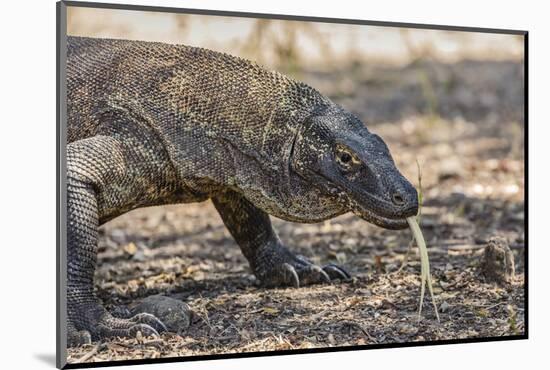 Adult Komodo Dragon (Varanus Komodoensis), in Komodo National Park, Komodo Island, Indonesia-Michael Nolan-Mounted Photographic Print