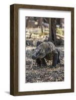 Adult Komodo Dragon (Varanus Komodoensis) in Komodo National Park, Komodo Island, Indonesia-Michael Nolan-Framed Photographic Print