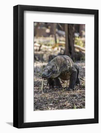 Adult Komodo Dragon (Varanus Komodoensis) in Komodo National Park, Komodo Island, Indonesia-Michael Nolan-Framed Photographic Print