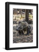 Adult Komodo Dragon (Varanus Komodoensis) in Komodo National Park, Komodo Island, Indonesia-Michael Nolan-Framed Photographic Print