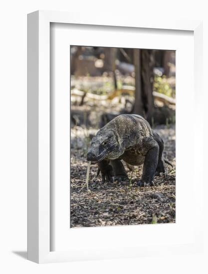 Adult Komodo Dragon (Varanus Komodoensis) in Komodo National Park, Komodo Island, Indonesia-Michael Nolan-Framed Photographic Print