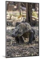 Adult Komodo Dragon (Varanus Komodoensis) in Komodo National Park, Komodo Island, Indonesia-Michael Nolan-Mounted Photographic Print