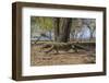 Adult Komodo Dragon (Varanus Komodoensis) in Komodo National Park, Komodo Island, Indonesia-Michael Nolan-Framed Photographic Print