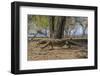 Adult Komodo Dragon (Varanus Komodoensis) in Komodo National Park, Komodo Island, Indonesia-Michael Nolan-Framed Photographic Print