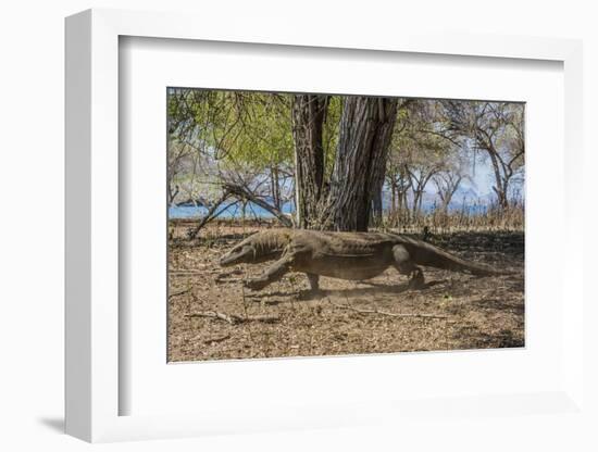 Adult Komodo Dragon (Varanus Komodoensis) in Komodo National Park, Komodo Island, Indonesia-Michael Nolan-Framed Photographic Print