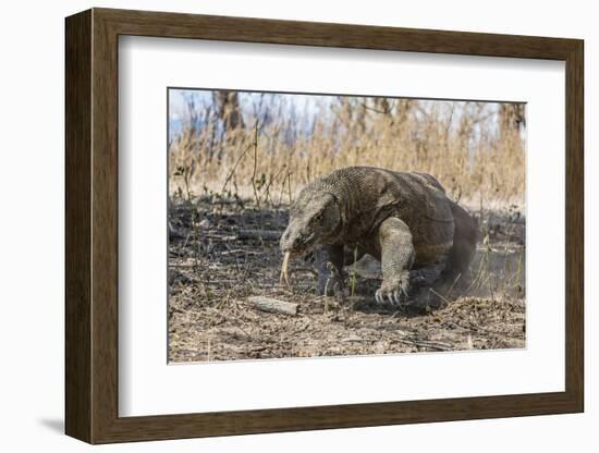 Adult Komodo Dragon (Varanus Komodoensis) in Komodo National Park, Komodo Island, Indonesia-Michael Nolan-Framed Photographic Print