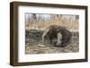 Adult Komodo Dragon (Varanus Komodoensis) in Komodo National Park, Komodo Island, Indonesia-Michael Nolan-Framed Photographic Print