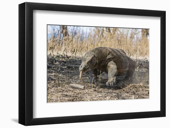 Adult Komodo Dragon (Varanus Komodoensis) in Komodo National Park, Komodo Island, Indonesia-Michael Nolan-Framed Photographic Print