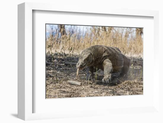 Adult Komodo Dragon (Varanus Komodoensis) in Komodo National Park, Komodo Island, Indonesia-Michael Nolan-Framed Photographic Print