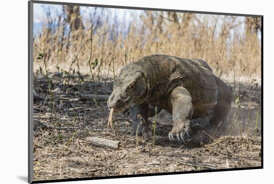 Adult Komodo Dragon (Varanus Komodoensis) in Komodo National Park, Komodo Island, Indonesia-Michael Nolan-Mounted Photographic Print