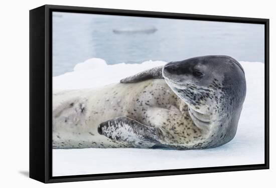 Adult Leopard Seal (Hydrurga Leptonyx) Hauled Out on Ice in Paradise Bay-Michael Nolan-Framed Stretched Canvas