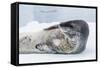 Adult Leopard Seal (Hydrurga Leptonyx) Hauled Out on Ice in Paradise Bay-Michael Nolan-Framed Stretched Canvas