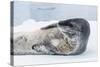 Adult Leopard Seal (Hydrurga Leptonyx) Hauled Out on Ice in Paradise Bay-Michael Nolan-Stretched Canvas