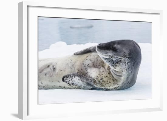 Adult Leopard Seal (Hydrurga Leptonyx) Hauled Out on Ice in Paradise Bay-Michael Nolan-Framed Photographic Print