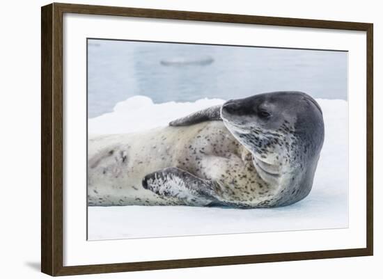 Adult Leopard Seal (Hydrurga Leptonyx) Hauled Out on Ice in Paradise Bay-Michael Nolan-Framed Photographic Print