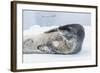 Adult Leopard Seal (Hydrurga Leptonyx) Hauled Out on Ice in Paradise Bay-Michael Nolan-Framed Photographic Print