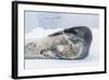 Adult Leopard Seal (Hydrurga Leptonyx) Hauled Out on Ice in Paradise Bay-Michael Nolan-Framed Photographic Print