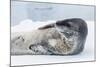 Adult Leopard Seal (Hydrurga Leptonyx) Hauled Out on Ice in Paradise Bay-Michael Nolan-Mounted Photographic Print