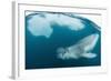 Adult Leopard Seal (Hydrurga Leptonyx) Inspecting the Camera Above and Below Water at Damoy Point-Michael Nolan-Framed Photographic Print