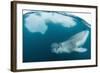 Adult Leopard Seal (Hydrurga Leptonyx) Inspecting the Camera Above and Below Water at Damoy Point-Michael Nolan-Framed Photographic Print