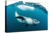 Adult Leopard Seal (Hydrurga Leptonyx) Inspecting the Camera Above and Below Water at Damoy Point-Michael Nolan-Stretched Canvas