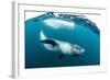 Adult Leopard Seal (Hydrurga Leptonyx) Inspecting the Camera Above and Below Water at Damoy Point-Michael Nolan-Framed Photographic Print