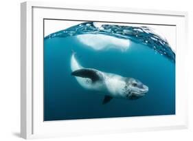 Adult Leopard Seal (Hydrurga Leptonyx) Inspecting the Camera Above and Below Water at Damoy Point-Michael Nolan-Framed Photographic Print