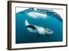 Adult Leopard Seal (Hydrurga Leptonyx) Inspecting the Camera Above and Below Water at Damoy Point-Michael Nolan-Framed Photographic Print