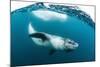 Adult Leopard Seal (Hydrurga Leptonyx) Inspecting the Camera Above and Below Water at Damoy Point-Michael Nolan-Mounted Photographic Print