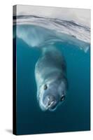 Adult Leopard Seal (Hydrurga Leptonyx) Inspecting the Camera Above and Below Water at Damoy Point-Michael Nolan-Stretched Canvas