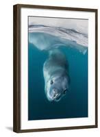 Adult Leopard Seal (Hydrurga Leptonyx) Inspecting the Camera Above and Below Water at Damoy Point-Michael Nolan-Framed Photographic Print