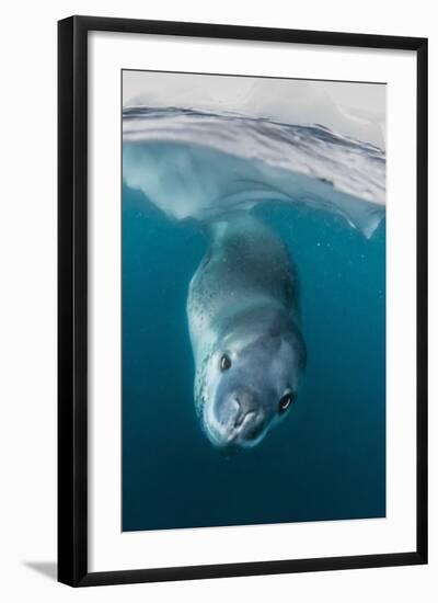 Adult Leopard Seal (Hydrurga Leptonyx) Inspecting the Camera Above and Below Water at Damoy Point-Michael Nolan-Framed Photographic Print