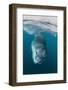 Adult Leopard Seal (Hydrurga Leptonyx) Inspecting the Camera Above and Below Water at Damoy Point-Michael Nolan-Framed Photographic Print